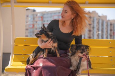 sarı yaz bankında iki küçük köpek ile oldukça mutlu kızıl saçlı kadın