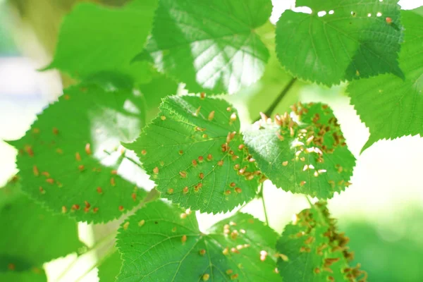 Foglie Albero Colpite Afidi Insetti Parassiti Malattie Degli Alberi Alimentazione — Foto Stock