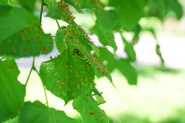 Foglie Albero Colpite Afidi Insetti Parassiti Malattie Degli Alberi Alimentazione — Foto Stock