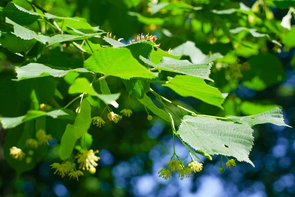 Foglie Albero Colpite Afidi Insetti Parassiti Malattie Degli Alberi Alimentazione — Foto Stock