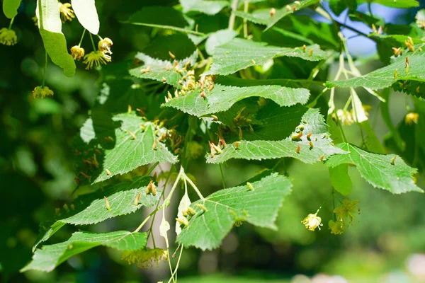 Foglie Albero Colpite Afidi Insetti Parassiti Malattie Degli Alberi Alimentazione — Foto Stock