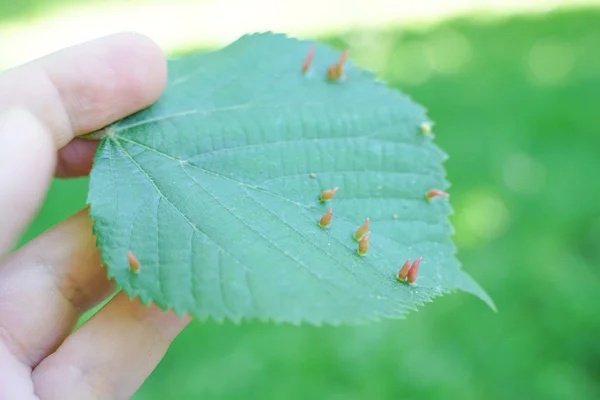 Hojas de árboles afectadas por pulgones. Plagas de insectos y enfermedades de los árboles. Alimentación y agricultura ecológica . — Foto de Stock