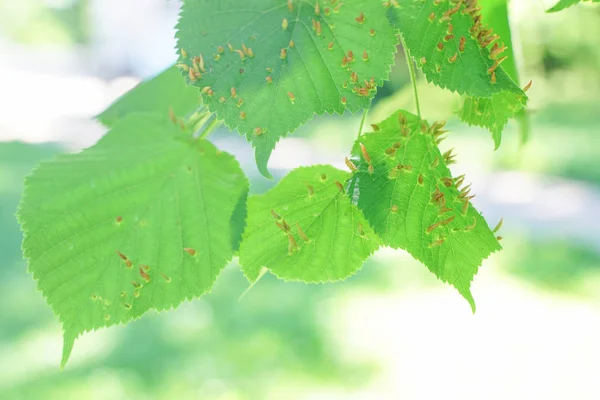 Hojas de árboles afectadas por pulgones. Plagas de insectos y enfermedades de los árboles. Alimentación y agricultura ecológica . — Foto de Stock