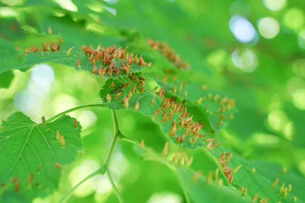 Hojas de árboles afectadas por pulgones. Plagas de insectos y enfermedades de los árboles. Alimentación y agricultura ecológica . — Foto de Stock