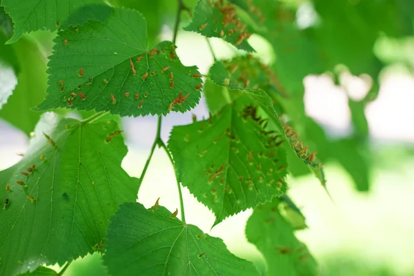 Hojas de árboles afectadas por pulgones. Plagas de insectos y enfermedades de los árboles. Alimentación y agricultura ecológica . — Foto de Stock