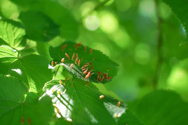 Folhas de árvores afetadas por pulgões. Pragas de insetos e doenças de árvores. Alimentação biológica e agricultura . — Fotografia de Stock