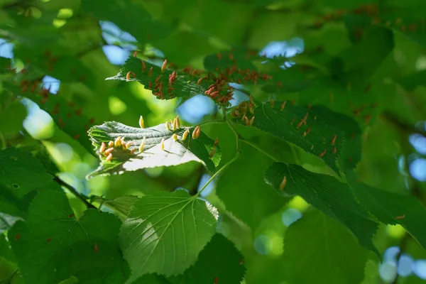 Foglie di albero colpite da afidi. Insetti parassiti e malattie degli alberi. Alimentazione biologica e agricoltura . — Foto Stock