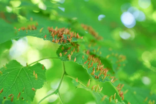 Hojas de árboles afectadas por pulgones. Plagas de insectos y enfermedades de los árboles. Alimentación y agricultura ecológica . — Foto de Stock