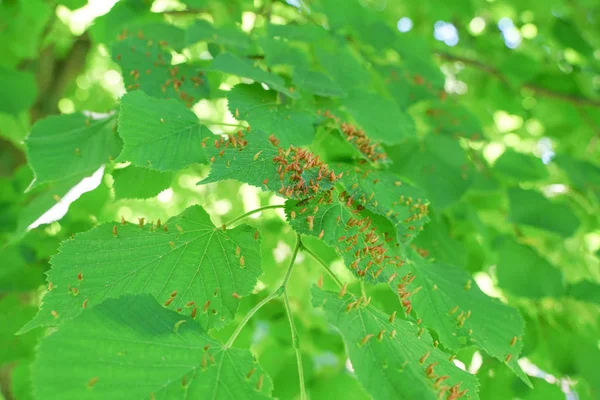 Foglie di albero colpite da afidi. Insetti parassiti e malattie degli alberi. Alimentazione biologica e agricoltura . — Foto Stock