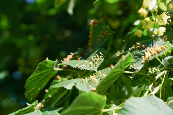 진딧물의 영향을 받는 나무 잎. 곤충 해충과 나무는 탈지. 유기농 식품 및 농업. — 스톡 사진