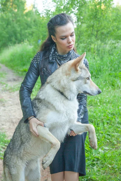 Volwassen mooi model meisje met echte mix dier van Wolf en hond — Stockfoto