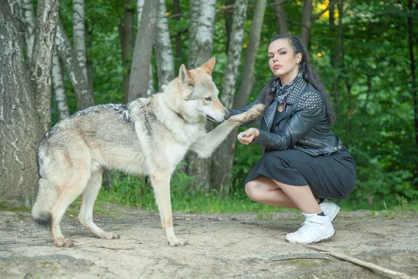 Adulte jolie fille modèle avec réel mélange animal de loup et chien — Photo