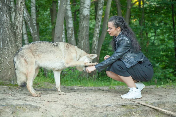 Adulto menina modelo bonita com animal mistura real de lobo e cão — Fotografia de Stock
