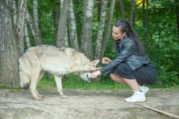 Volwassen mooi model meisje met echte mix dier van Wolf en hond — Stockfoto