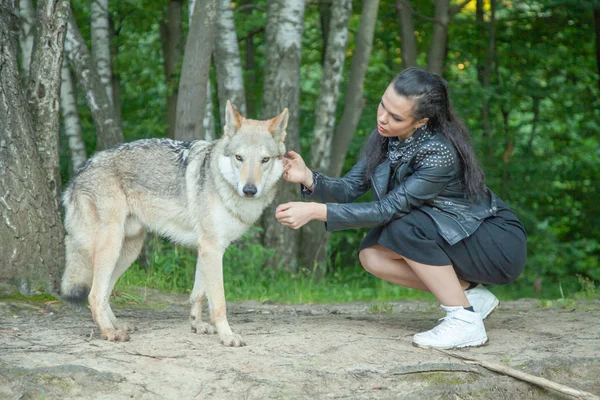 Dospělá dívka modelka s opravdovým směsím vlka a psa — Stock fotografie
