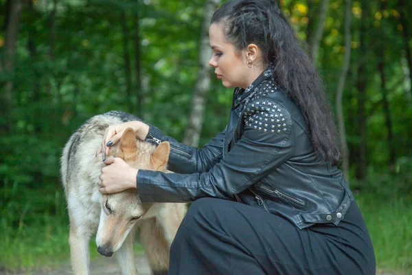 Volwassen mooi model meisje met echte mix dier van Wolf en hond — Stockfoto