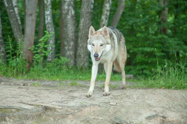 Perro lobo ruso paseando y jugando en la naturaleza en el bosque — Foto de Stock