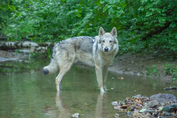 Russische Wolfdog wandelen en spelen in de natuur in het bos — Stockfoto