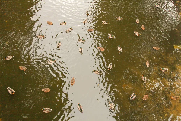 Viele Enten schwimmen im See im Stadtpark — Stockfoto