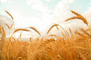 Altın buğday Kulakları ile buğday tarlası. Shining Sunlight altında Kırsal Sahne. Buğday tarlasının olgunlaşma kulaklarının arka planı. Zengin hasat Kavramı.