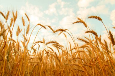 Altın buğday Kulakları ile buğday tarlası. Shining Sunlight altında Kırsal Sahne. Buğday tarlasının olgunlaşma kulaklarının arka planı. Zengin hasat Kavramı.