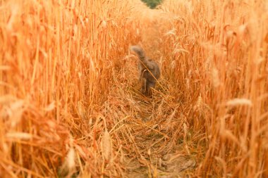 kedi altın buğday tarlasında yürür ve yaz keyfini çıkarın