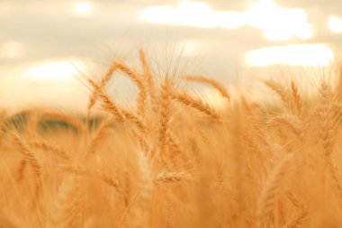 Altın buğday Kulakları ile buğday tarlası. Shining Sunlight altında Kırsal Sahne. Buğday tarlasının olgunlaşma kulaklarının arka planı. Zengin hasat Kavramı.