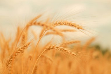 Altın buğday Kulakları ile buğday tarlası. Shining Sunlight altında Kırsal Sahne. Buğday tarlasının olgunlaşma kulaklarının arka planı. Zengin hasat Kavramı.