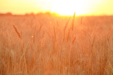 Altın buğday Kulakları ile buğday tarlası. Shining Sunlight altında Kırsal Sahne. Buğday tarlasının olgunlaşma kulaklarının arka planı. Zengin hasat Kavramı.