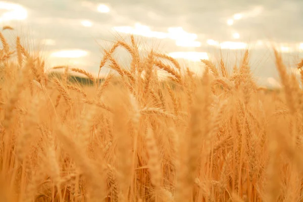 小麦田与金小麦的耳朵。阳光明媚下的乡村风景。麦田成熟耳的背景。丰收理念. — 图库照片
