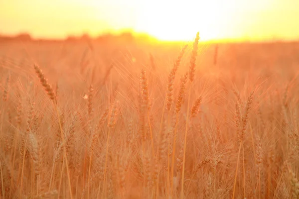 Pšeničné pole s ušima zlaté pšenice. Venkovská krajina pod zářným slunečním světlem. Pozadí dozrávacích uší pšenice. Bohatá sklizeň. — Stock fotografie