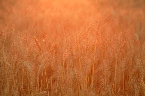 Campo de trigo con orejas de trigo dorado. Paisaje rural bajo la luz del sol brillante. Antecedentes de maduración de espigas de trigo. Rica cosecha Concepto . — Foto de Stock