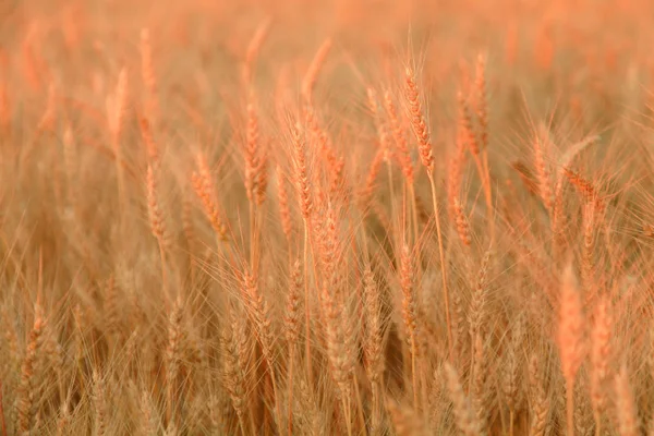 Weizenfeld mit goldenen Ähren. ländliche Landschaft unter gleißendem Sonnenlicht. Hintergrund der reifen Ähren des Weizenfeldes. Reichhaltiges Erntekonzept. — Stockfoto