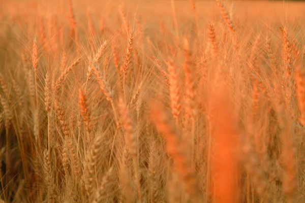 Campo de trigo con orejas de trigo dorado. Paisaje rural bajo la luz del sol brillante. Antecedentes de maduración de espigas de trigo. Rica cosecha Concepto . — Foto de Stock