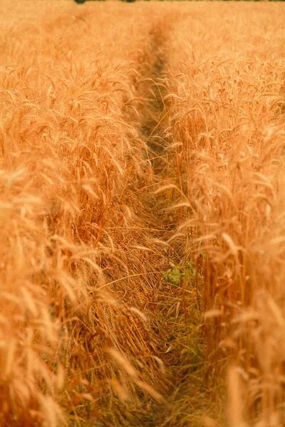 Weizenfeld mit goldenen Ähren. ländliche Landschaft unter gleißendem Sonnenlicht. Hintergrund der reifen Ähren des Weizenfeldes. Reichhaltiges Erntekonzept. — Stockfoto