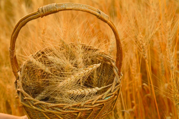Cesta de madeira com trigo no campo dourado com ninguém — Fotografia de Stock