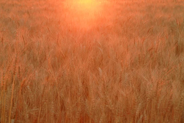 Campo de trigo con orejas de trigo dorado. Paisaje rural bajo la luz del sol brillante. Antecedentes de maduración de espigas de trigo. Rica cosecha Concepto . — Foto de Stock