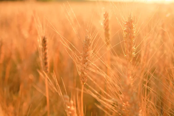 Campo de trigo con orejas de trigo dorado. Paisaje rural bajo la luz del sol brillante. Antecedentes de maduración de espigas de trigo. Rica cosecha Concepto . — Foto de Stock