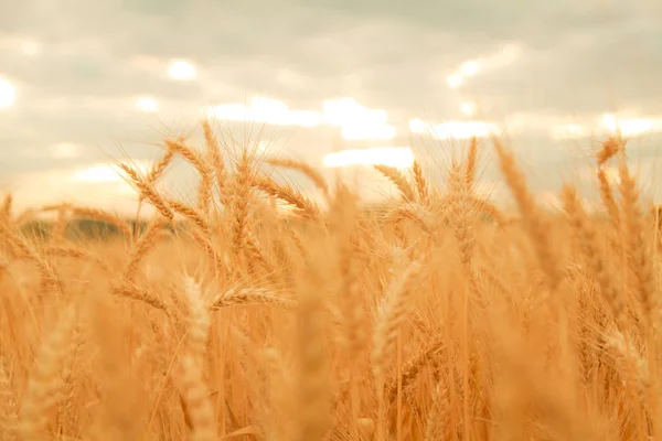 Pšeničné pole s ušima zlaté pšenice. Venkovská krajina pod zářným slunečním světlem. Pozadí dozrávacích uší pšenice. Bohatá sklizeň. — Stock fotografie