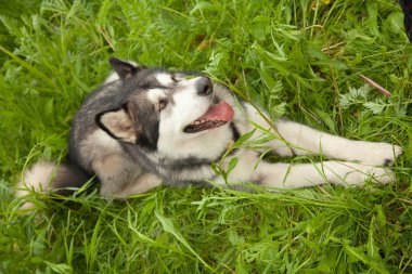 Yeşil çim bir arka plan üzerinde yaz parkında doğa Alaskan Malamute köpek