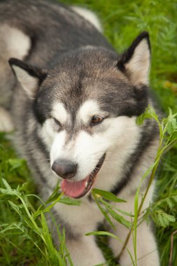 Yeşil çim bir arka plan üzerinde yaz parkında doğa Alaskan Malamute köpek