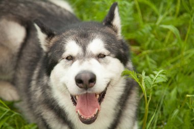 Yeşil çim bir arka plan üzerinde yaz parkında doğa Alaskan Malamute köpek