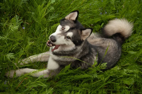 Yeşil çim bir arka plan üzerinde yaz parkında doğa Alaskan Malamute köpek — Stok fotoğraf