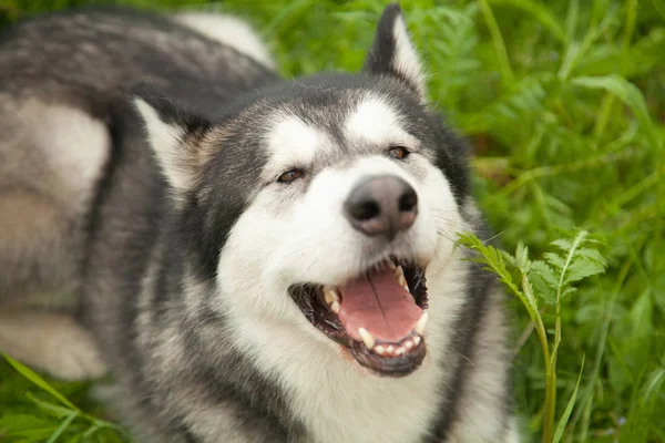 Yeşil çim bir arka plan üzerinde yaz parkında doğa Alaskan Malamute köpek