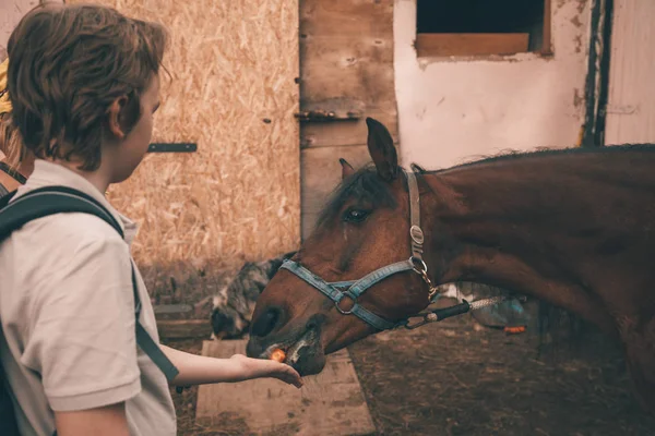 Niño pequeño y su amigo caballo marrón — Foto de Stock