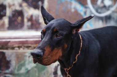 Şehirde siyah köpek doberman yakın çekim portre