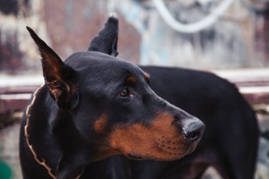 Şehirde siyah köpek doberman yakın çekim portre