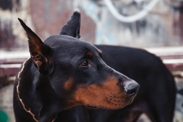 Közelkép portré fekete kutya Doberman a városban — Stock Fotó