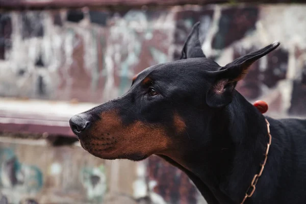 Close-up retrato de cão negro doberman na cidade — Fotografia de Stock