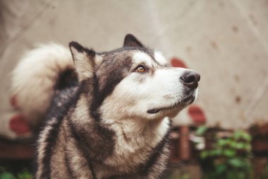 malamute gri büyük köpek orman kamp yürüme